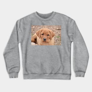 Puppy Cuteness Crewneck Sweatshirt